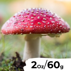 Fly agaric, dried amanita muscaria, fly amanita - 100% top quality A+++