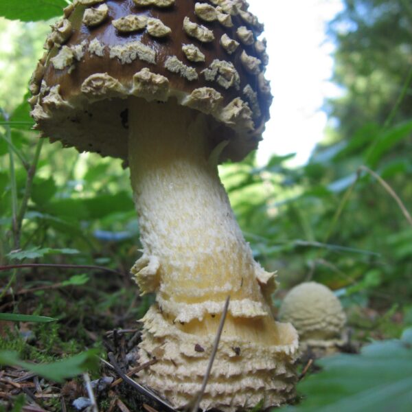 Dried Amanita Regals Hats