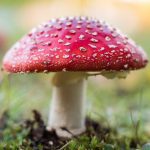 buy amanita muscaria