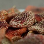 dried amanita | getrocknete fliegenpilze