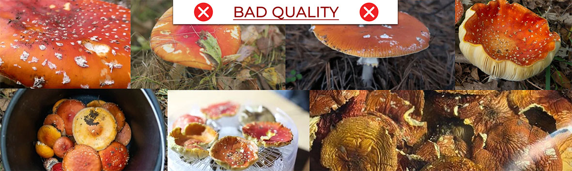 Amanita Muscaria de mauvaise qualité